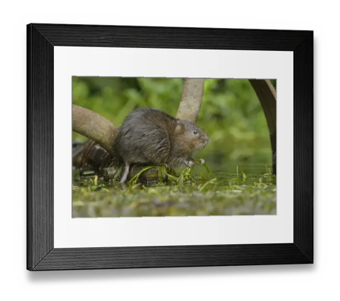 Framed Print : Water Vole (Arvicola amphibius) adult, feeding, standing on rusty wheel in water, Kent, England, October Framed Print : Water Vole (Arvicola amphibius) adult, feeding, standing on rusty wheel in water, Kent, England, October