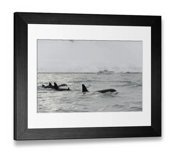 Framed Print : North Atlantic Killer Whale (Orcinus orca) pod, swimming at surface, with whalewatching boat in background Framed Print : North Atlantic Killer Whale (Orcinus orca) pod, swimming at surface, with whalewatching boat in background