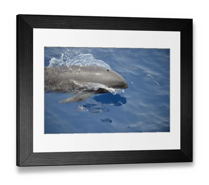 Framed Print : Melon-headed Whale (Peponocephala electra) adult, porpoising, Bali Sea, Lesser Sunda Islands, Indonesia, October Framed Print : Melon-headed Whale (Peponocephala electra) adult, porpoising, Bali Sea, Lesser Sunda Islands, Indonesia, October
