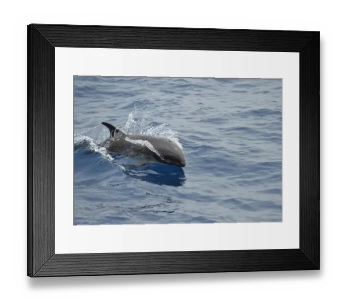 Framed Print : Melon-headed Whale (Peponocephala electra) adult, porpoising, Bali Sea, Lesser Sunda Islands, Indonesia, October Framed Print : Melon-headed Whale (Peponocephala electra) adult, porpoising, Bali Sea, Lesser Sunda Islands, Indonesia, October