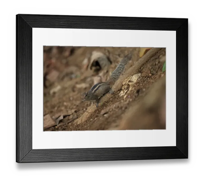 Framed Print : Indian Palm Squirrel (Funambulus palmarum) adult, clinging to root on slope, Sri Lanka, February Framed Print : Indian Palm Squirrel (Funambulus palmarum) adult, clinging to root on slope, Sri Lanka, February