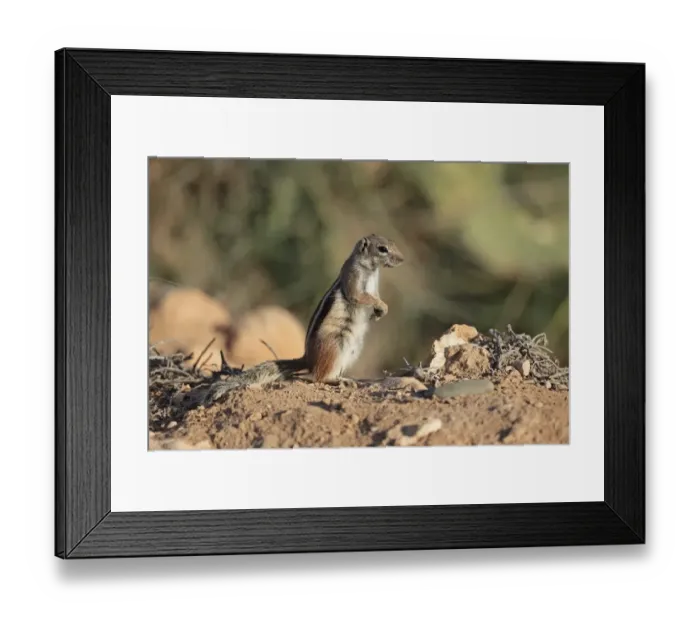 Framed Print : Barbary Ground Squirrel (Atlantoxerus getulus) adult, standing on hind legs, Morocco, November Framed Print : Barbary Ground Squirrel (Atlantoxerus getulus) adult, standing on hind legs, Morocco, November