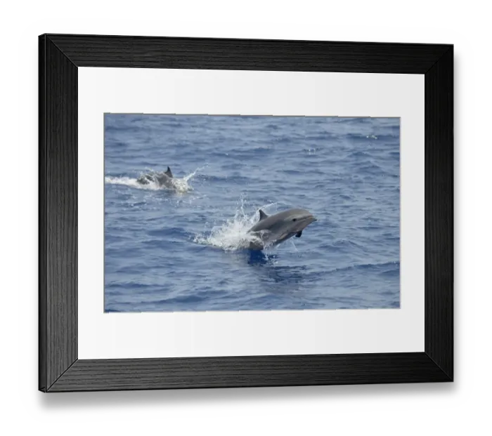 Framed Print : Frasers Dolphin (Lagenodelphis hosei) two adults, leaping from sea, Bali, Lesser Sunda Islands, Indonesia, October Framed Print : Frasers Dolphin (Lagenodelphis hosei) two adults, leaping from sea, Bali, Lesser Sunda Islands, Indonesia, October