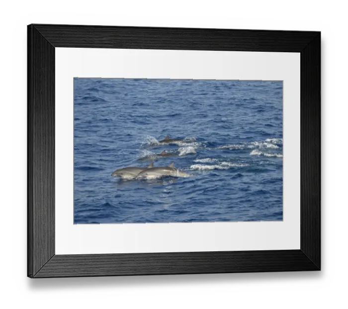 Framed Print : Frasers Dolphin (Lagenodelphis hosei) adults, pod porposing, Bali, Lesser Sunda Islands, Indonesia, October Framed Print : Frasers Dolphin (Lagenodelphis hosei) adults, pod porposing, Bali, Lesser Sunda Islands, Indonesia, October