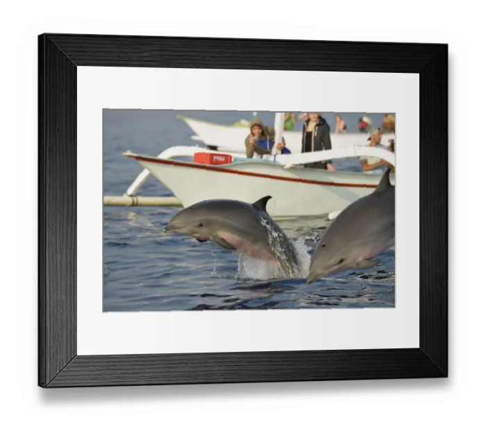 Framed Print : Frasers Dolphin (Lagenodelphis hosei) two adults, leaping from sea, being watched by people on boats, Bali Framed Print : Frasers Dolphin (Lagenodelphis hosei) two adults, leaping from sea, being watched by people on boats, Bali