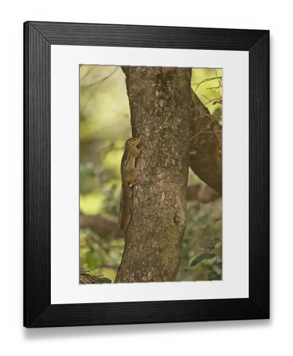 Framed Print : Kintampo Rope Squirrel (Funisciurus substriatus) adult, clinging to tree trunk, Mole N. P. Ghana, February Framed Print : Kintampo Rope Squirrel (Funisciurus substriatus) adult, clinging to tree trunk, Mole N. P. Ghana, February