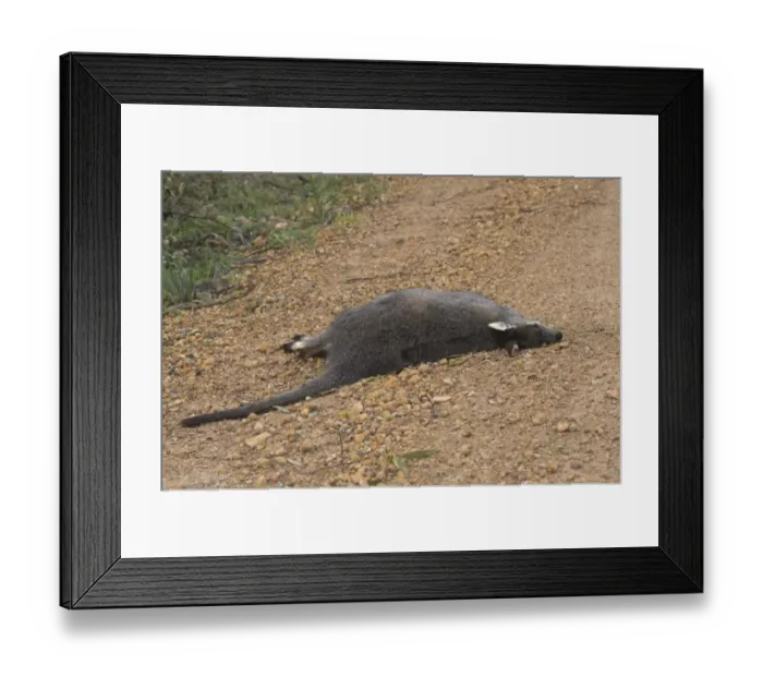 Framed Print : Western Brush Wallaby (Macropus irma) adult, dead road casualty, Stirling Range N. P. Western Australia, Australia Framed Print : Western Brush Wallaby (Macropus irma) adult, dead road casualty, Stirling Range N. P. Western Australia, Australia