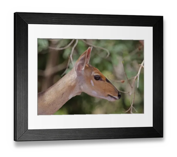 Framed Print : Central Bushbuck (Tragelaphus scriptus phaleratus) adult female, close-up of head, Mole N. P. Ghana, February Framed Print : Central Bushbuck (Tragelaphus scriptus phaleratus) adult female, close-up of head, Mole N. P. Ghana, February