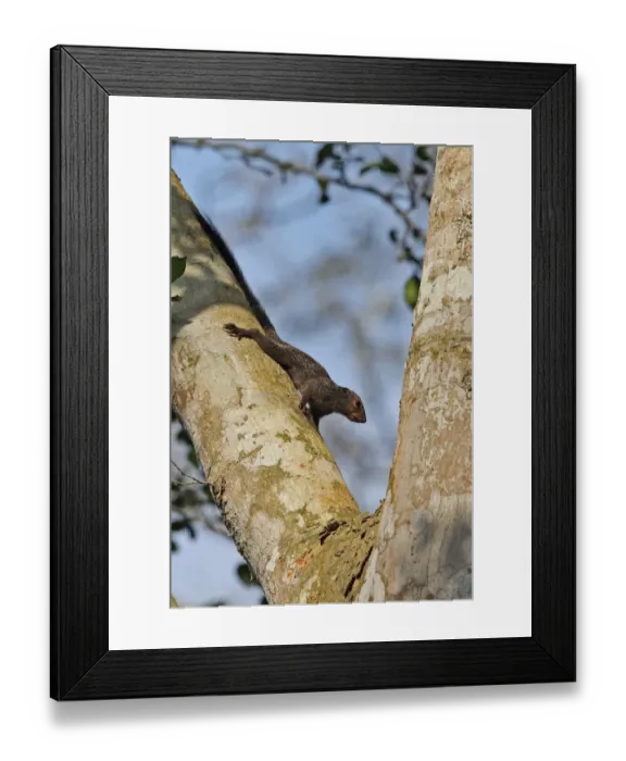 Framed Print : Gambian Sun Squirrel (Heliosciurus gambianus punctatus) adult, clinging to branch, Kakum N. P. Ghana, February Framed Print : Gambian Sun Squirrel (Heliosciurus gambianus punctatus) adult, clinging to branch, Kakum N. P. Ghana, February
