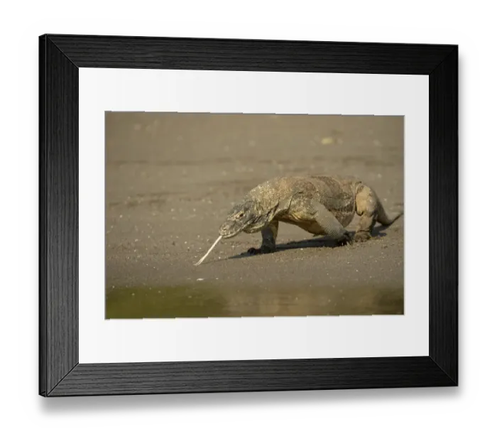 Framed Print : Komodo Dragon (Varanus komodoensis) adult, flicking forked tongue, walking on beach at edge of water, Rinca Island Framed Print : Komodo Dragon (Varanus komodoensis) adult, flicking forked tongue, walking on beach at edge of water, Rinca Island