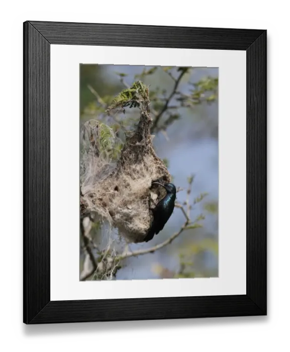 Framed Print : Purple Sunbird (Cinnyris asiaticus) adult male, breeding plumage, at nest entrance, Bundala N. P. Sri Lanka, February