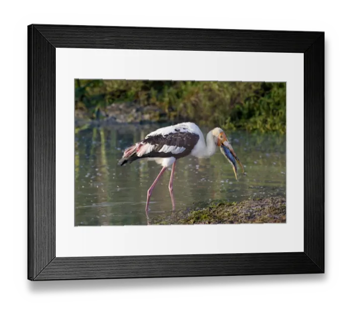 Framed Print : Painted Stork (Mycteria leucocephala) adult, with fish prey in beak, walking in shallow water, Bundala N. P Framed Print : Painted Stork (Mycteria leucocephala) adult, with fish prey in beak, walking in shallow water, Bundala N. P