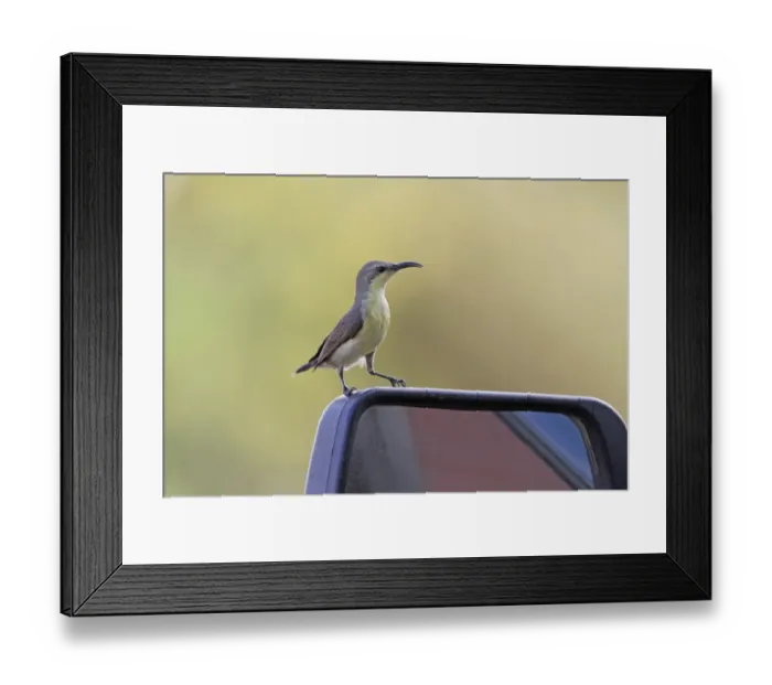 Framed Print : Purple Sunbird (Cinnyris asiaticus) adult female, perched on car wing mirror, Bundala N. P. Sri Lanka, February Framed Print : Purple Sunbird (Cinnyris asiaticus) adult female, perched on car wing mirror, Bundala N. P. Sri Lanka, February