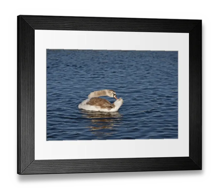 Framed Print : Mute Swan (Cygnus olor) immature, preening on water, Norfolk, England, January