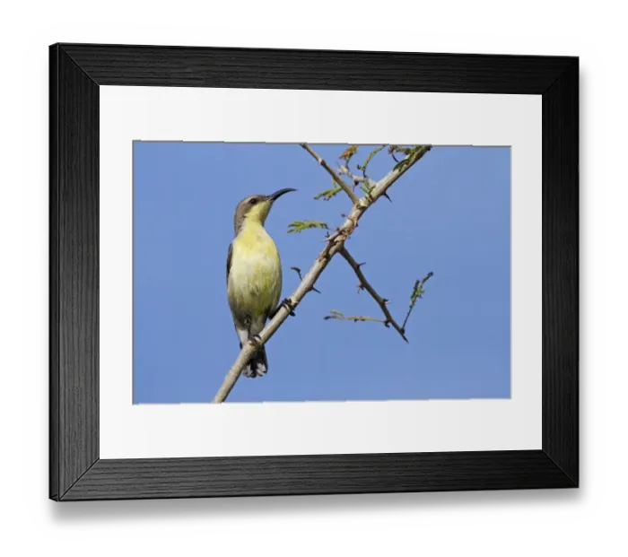 Framed Print : Purple Sunbird (Cinnyris asiaticus) adult female, perched on twig, Bundala N. P. Sri Lanka, February Framed Print : Purple Sunbird (Cinnyris asiaticus) adult female, perched on twig, Bundala N. P. Sri Lanka, February
