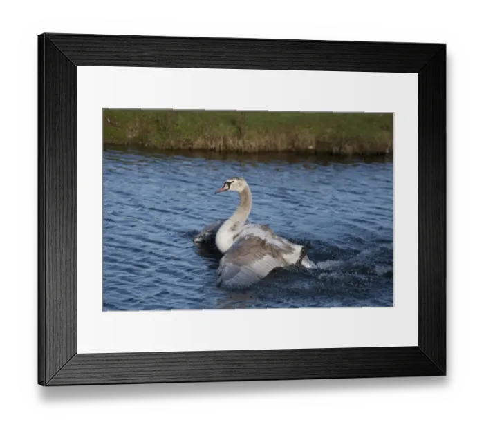 Framed Print : Mute Swan (Cygnus olor) immature, bathing, Norfolk, England, January