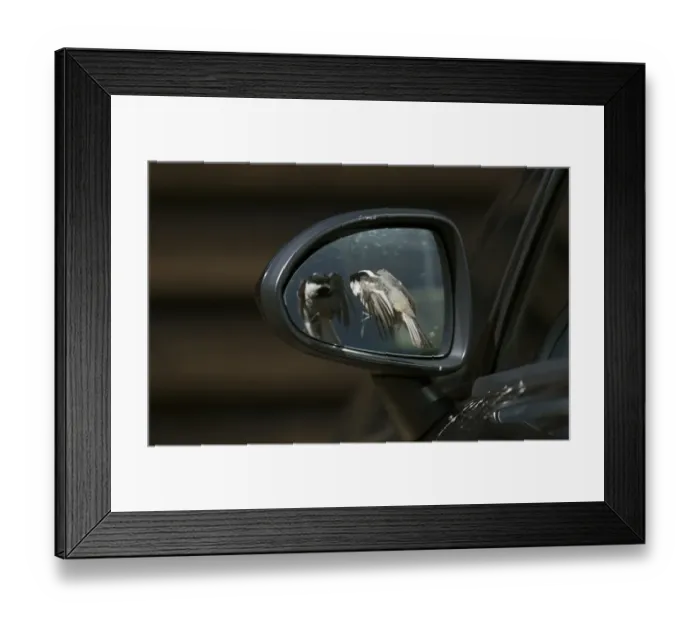 Framed Print : Coal Tit (Periparus ater) adult, in flight, attacking reflection in car wing mirror, England, April Framed Print : Coal Tit (Periparus ater) adult, in flight, attacking reflection in car wing mirror, England, April