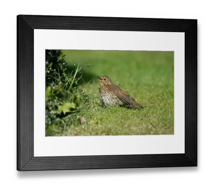 Framed Print : Song Thrush (Turdus philomelos) adult, sunning on grass, Merseyside, England, May Framed Print : Song Thrush (Turdus philomelos) adult, sunning on grass, Merseyside, England, May