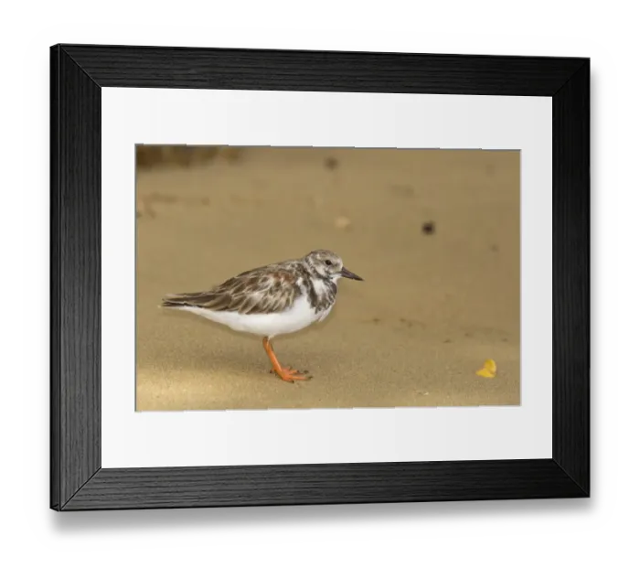 Framed Print : Ruddy Turnstone (Arenaria interpres morinella) adult, non-breeding plumage, standing on sandy beach, Trinidad Framed Print : Ruddy Turnstone (Arenaria interpres morinella) adult, non-breeding plumage, standing on sandy beach, Trinidad