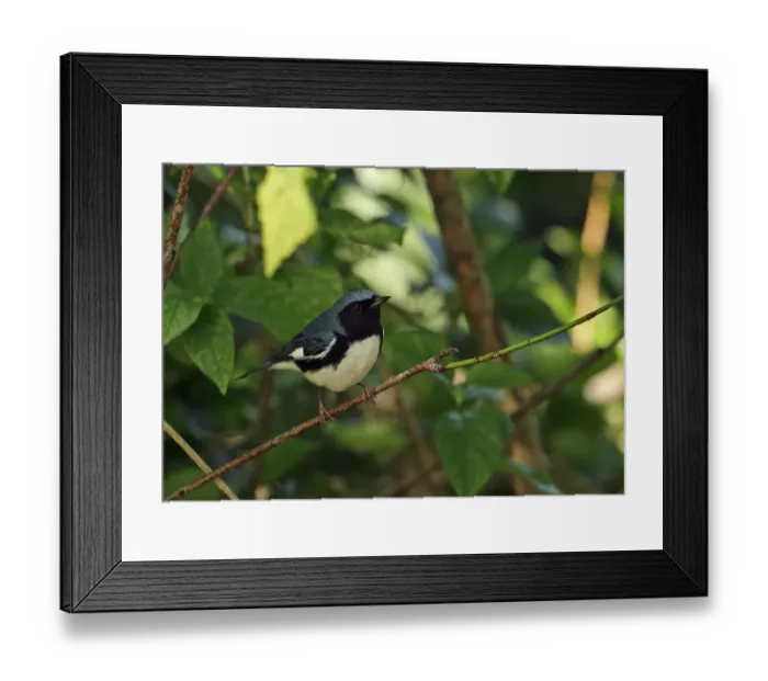 Framed Print : Black-throated Blue Warbler (Dendroica caerulescens) adult male, perched on twig, Linstead, Jamaica, December Framed Print : Black-throated Blue Warbler (Dendroica caerulescens) adult male, perched on twig, Linstead, Jamaica, December