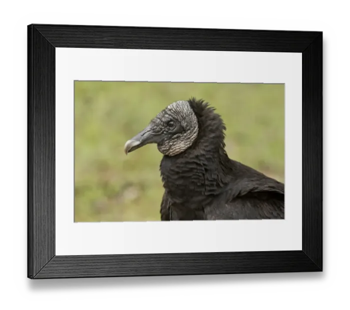 Framed Print : American Black Vulture (Coragyps atratus) adult, close-up of head, Everglades, Florida, U. S. A. February Framed Print : American Black Vulture (Coragyps atratus) adult, close-up of head, Everglades, Florida, U. S. A. February