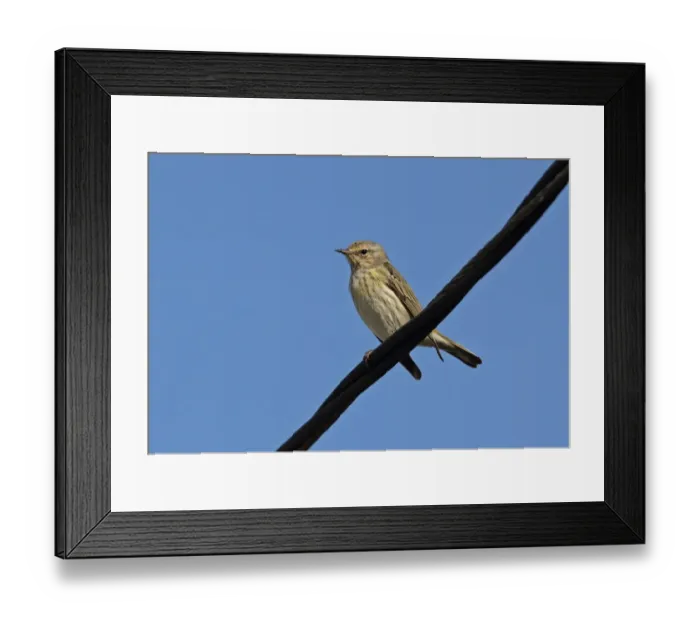 Framed Print : Cape May Warbler (Setophaga tigrina) immature female, first winter plumage, perched on powerline, Linstead, Jamaica Framed Print : Cape May Warbler (Setophaga tigrina) immature female, first winter plumage, perched on powerline, Linstead, Jamaica