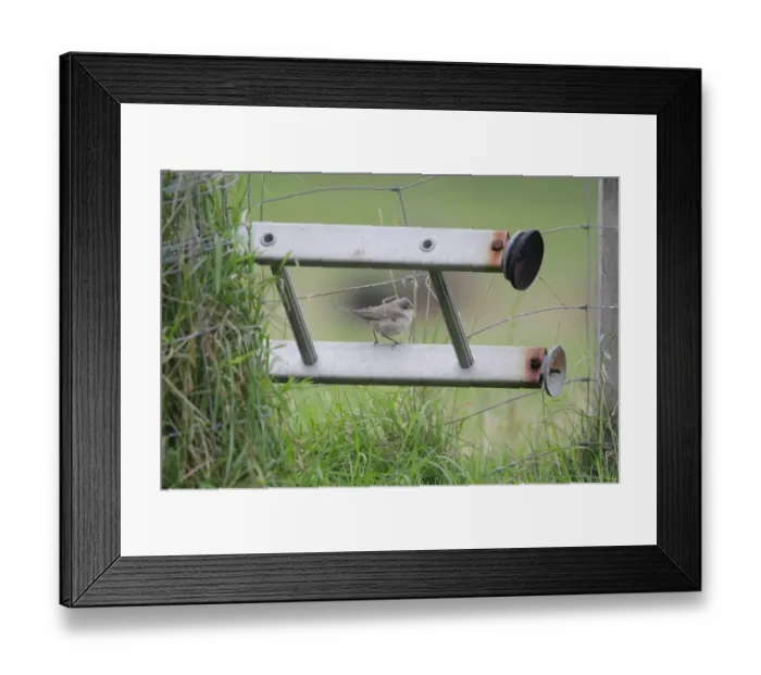 Framed Print : Barred Warbler (Sylvia nisoria) immature, first winter plumage, passage migrant perched on ladder beside wire fence Framed Print : Barred Warbler (Sylvia nisoria) immature, first winter plumage, passage migrant perched on ladder beside wire fence