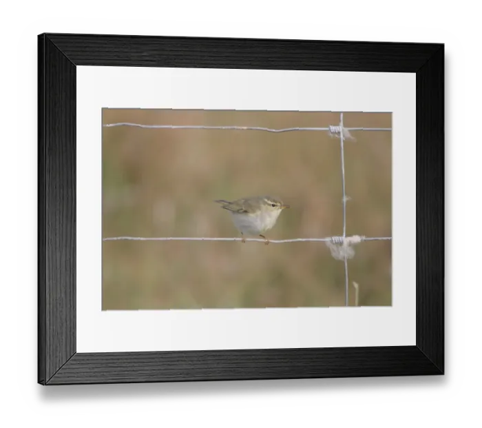 Framed Print : Arctic Warbler (Phylloscopus borealis) immature, first winter plumage, vagrant perched on wire fence, Fair Isle Framed Print : Arctic Warbler (Phylloscopus borealis) immature, first winter plumage, vagrant perched on wire fence, Fair Isle