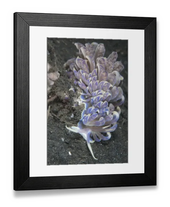 Framed Print : Cryptic Phyllodesmium Nudibranch (Phyllodesmium crypticum) adult, on black sand, Joleha, Lembeh Straits, Sulawesi