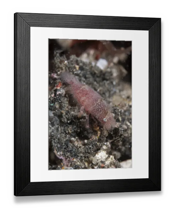Framed Print : Cryptic Sponge Shrimp (Gelastocaris paronae) adult, on black sand, Retak Larry, Lembeh Straits, Sulawesi