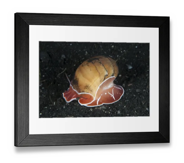 Framed Print : Oriental Moonsnail (Naticarius orientalis) adult, on black sand, Lembeh Straits, Sulawesi, Greater Sunda Islands Framed Print : Oriental Moonsnail (Naticarius orientalis) adult, on black sand, Lembeh Straits, Sulawesi, Greater Sunda Islands