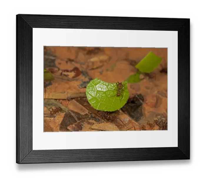 Framed Print : Leafcutter Ant (Atta sp. ) adults, worker carrying cut leaf with guard, on rainforest floor, Peruvian Amazon, Peru Framed Print : Leafcutter Ant (Atta sp. ) adults, worker carrying cut leaf with guard, on rainforest floor, Peruvian Amazon, Peru