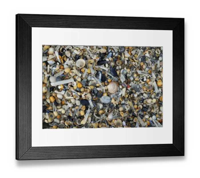 Framed Print : Empty seashells washed up on beach, Manche, Basse-Normandie, Normandy, France, October Framed Print : Empty seashells washed up on beach, Manche, Basse-Normandie, Normandy, France, October