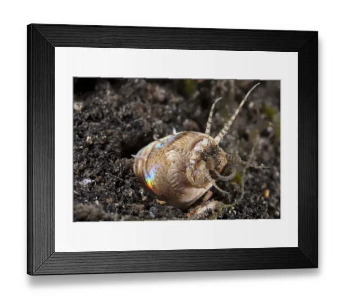 Framed Print : Bobbit Worm (Eunice aphroditois) adult, feeding on small worm, in hole on black sand, Retak Larry, Lembeh Straits