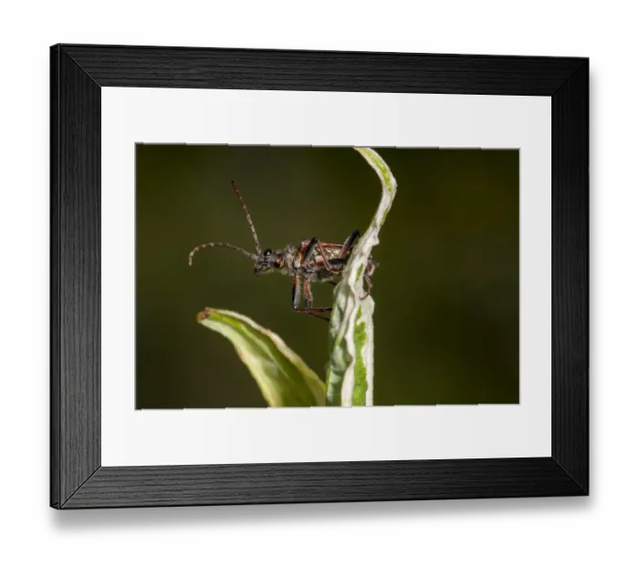 Framed Print : Two-banded Longhorn Beetle (Rhagium bifasciatum) adult, clambering over leaves of variegated shrub in garden, Thirsk