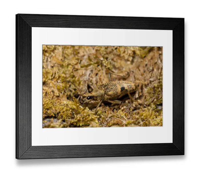 Framed Print : Black-spotted Longhorn Beetle (Rhagium mordax) adult, camouflaged amongst moss, Gait Barrows National Nature Reserve Framed Print : Black-spotted Longhorn Beetle (Rhagium mordax) adult, camouflaged amongst moss, Gait Barrows National Nature Reserve