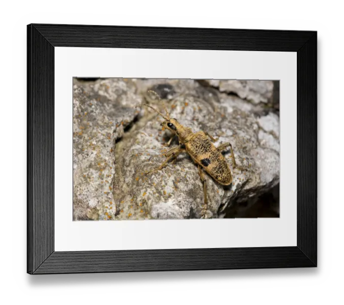 Framed Print : Black-spotted Longhorn Beetle (Rhagium mordax) adult, walking over rock, Gait Barrows National Nature Reserve, Cumbria Framed Print : Black-spotted Longhorn Beetle (Rhagium mordax) adult, walking over rock, Gait Barrows National Nature Reserve, Cumbria