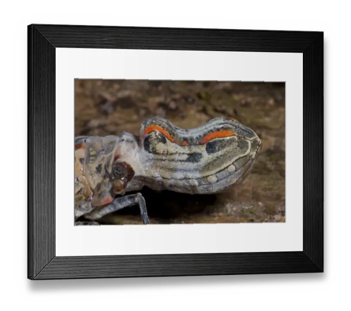 Framed Print : Lantern Bug (Fulgora laternaria) adult, close-up of head with false eye markings, in rainforest, Peruvian Amazon, Peru Framed Print : Lantern Bug (Fulgora laternaria) adult, close-up of head with false eye markings, in rainforest, Peruvian Amazon, Peru