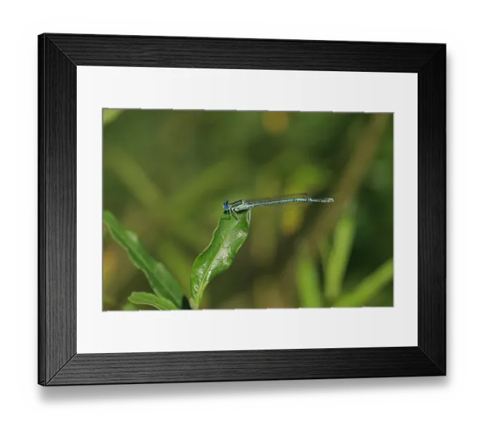 Framed Print : White-legged Damselfly (Platycnemis pennipes) adult male, resting on leaf, Brittany, France, August Framed Print : White-legged Damselfly (Platycnemis pennipes) adult male, resting on leaf, Brittany, France, August