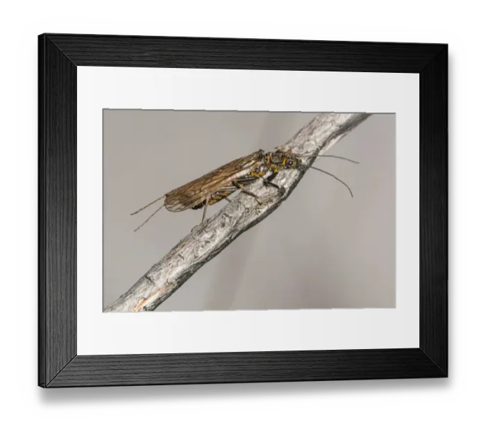 Framed Print : Large Stonefly (Perlodes microcephala) adult, alighted on twig at riverbank, Moriston River, below Loch Cluanie