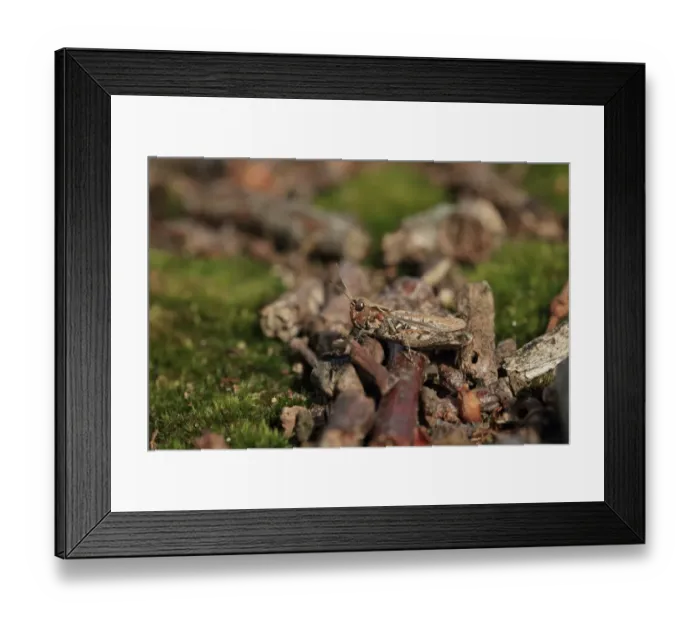 Framed Print : Mottled Grasshopper (Myrmeleotettix maculatus) adult, camouflaged on twigs, Norfolk, England, August Framed Print : Mottled Grasshopper (Myrmeleotettix maculatus) adult, camouflaged on twigs, Norfolk, England, August