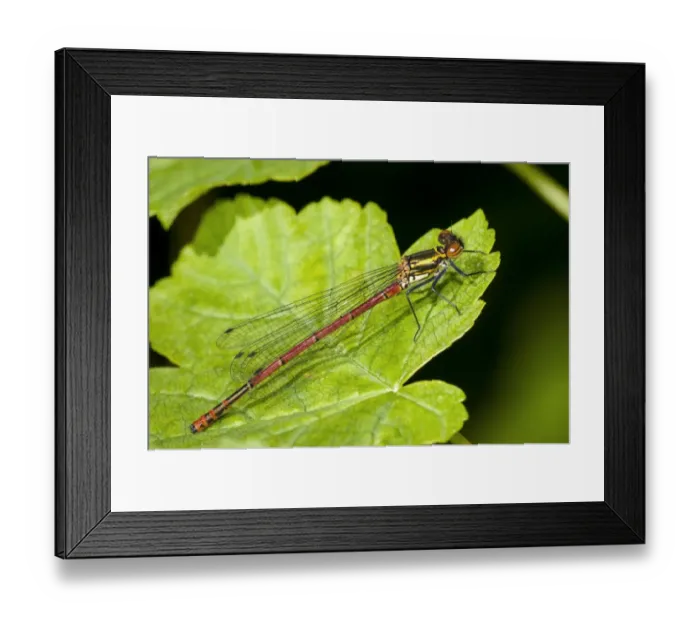 Framed Print : Large Red Damselfly (Pyrrhosoma nymphula) fulvipes form, adult female, resting on leaf, Challan Hall Woods, Silverdale Framed Print : Large Red Damselfly (Pyrrhosoma nymphula) fulvipes form, adult female, resting on leaf, Challan Hall Woods, Silverdale