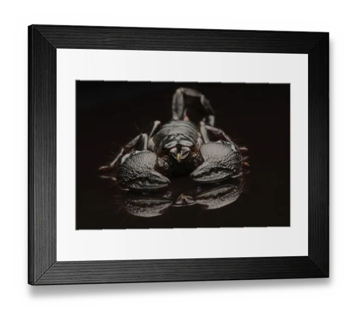 Framed Print : Emperor Scorpion (Pandinus imperator) adult, on black reflective surface (captive) Framed Print : Emperor Scorpion (Pandinus imperator) adult, on black reflective surface (captive)