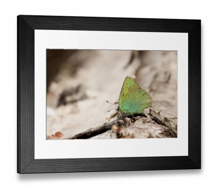 Framed Print : Green Hairstreak (Callophrys rubi) adult, resting on fallen Silver Birch (Betula pendula), Meathop Moss, Lindale Framed Print : Green Hairstreak (Callophrys rubi) adult, resting on fallen Silver Birch (Betula pendula), Meathop Moss, Lindale