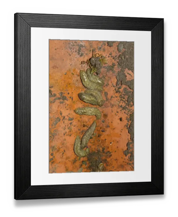 Framed Print : Great Grey Slug (Limax maximus) adults, group hibernating under roof tile, Norfolk, England, January Framed Print : Great Grey Slug (Limax maximus) adults, group hibernating under roof tile, Norfolk, England, January