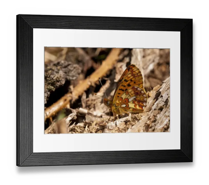 Framed Print : Pearl-bordered Fritillary (Boloria euphrosyne) adult, resting amongst decaying wood