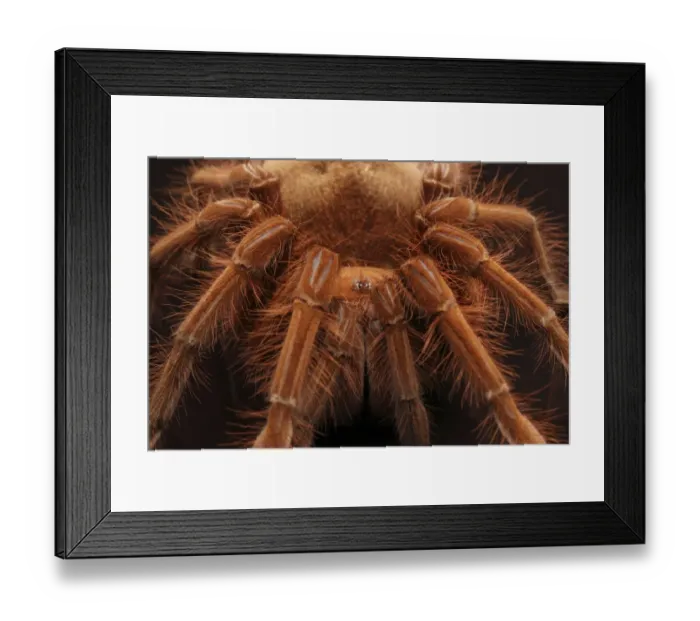Framed Print : Pinkfoot Goliath Birdeater (Theraphosa apophysis) adult, close up of legs and head (captive) Framed Print : Pinkfoot Goliath Birdeater (Theraphosa apophysis) adult, close up of legs and head (captive)