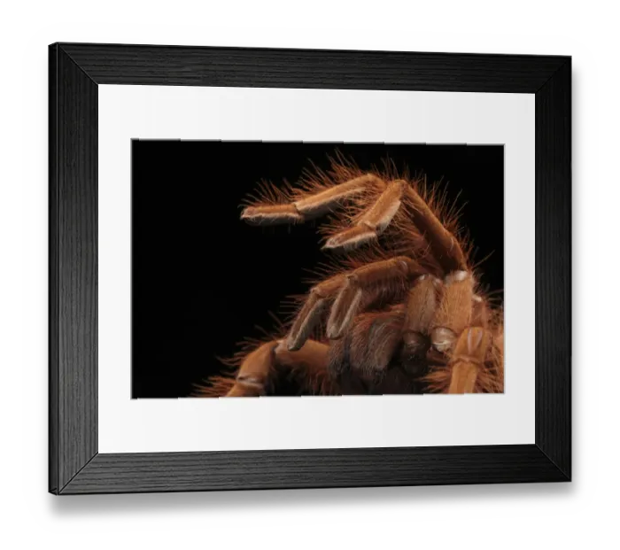 Framed Print : Pinkfoot Goliath Birdeater (Theraphosa apophysis) adult, close up of legs and chelicerae (captive) Framed Print : Pinkfoot Goliath Birdeater (Theraphosa apophysis) adult, close up of legs and chelicerae (captive)