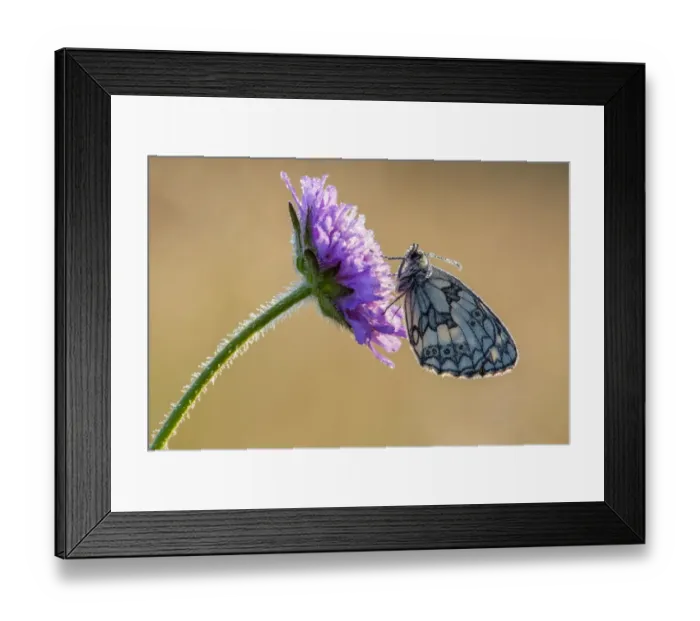 Framed Print : Marbled White (Melanargia galathea) adult, roosting on Field Scabious (Knautia arvensis) flower Framed Print : Marbled White (Melanargia galathea) adult, roosting on Field Scabious (Knautia arvensis) flower