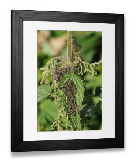 Framed Print : Small Tortoiseshell (Aglais urticae) larvae, group feeding on Stinging Nettle (Urtica dioica) leaves, Sussex, England Framed Print : Small Tortoiseshell (Aglais urticae) larvae, group feeding on Stinging Nettle (Urtica dioica) leaves, Sussex, England